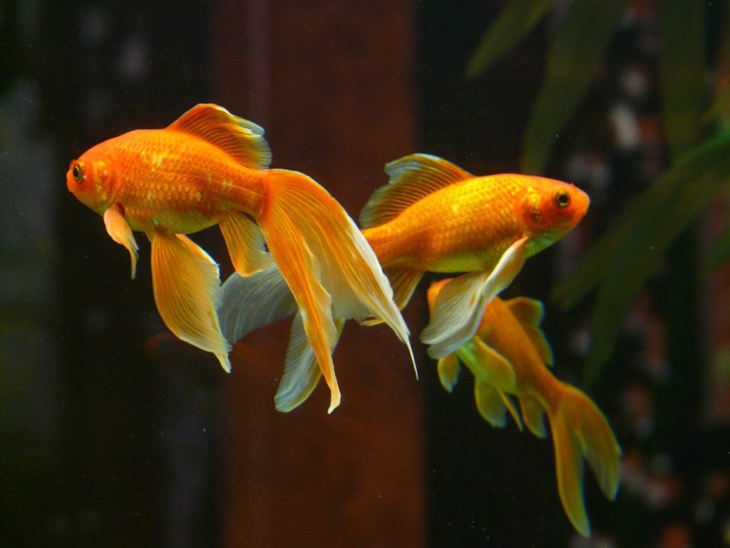 veil-tail